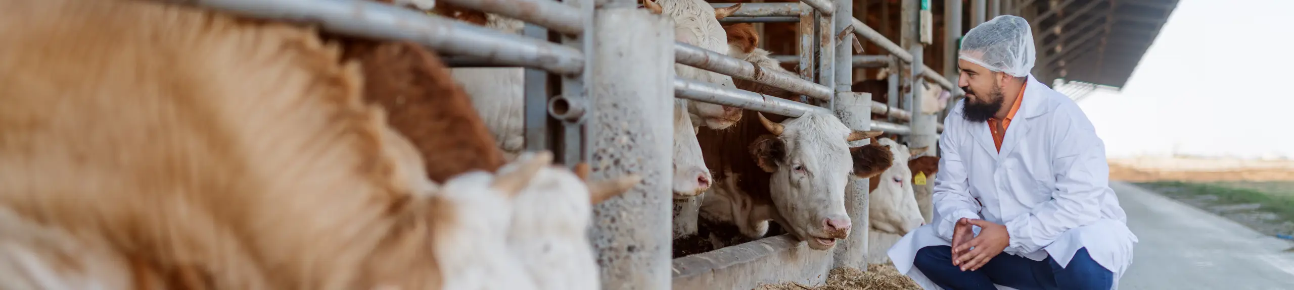 Vet with cows Vet with cows