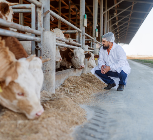 Vet with cows