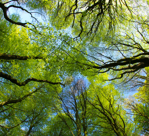 Looking up at trees